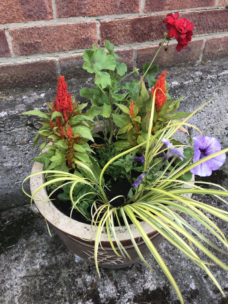 emmaacklam's tweet image. Last nights sunset, some peonies and more plants planted - been a bit busy today #sundaystuff #plants #sunset #peonies #summerdays #summer #pottedplants #petunia #geranium #nofilterneeded