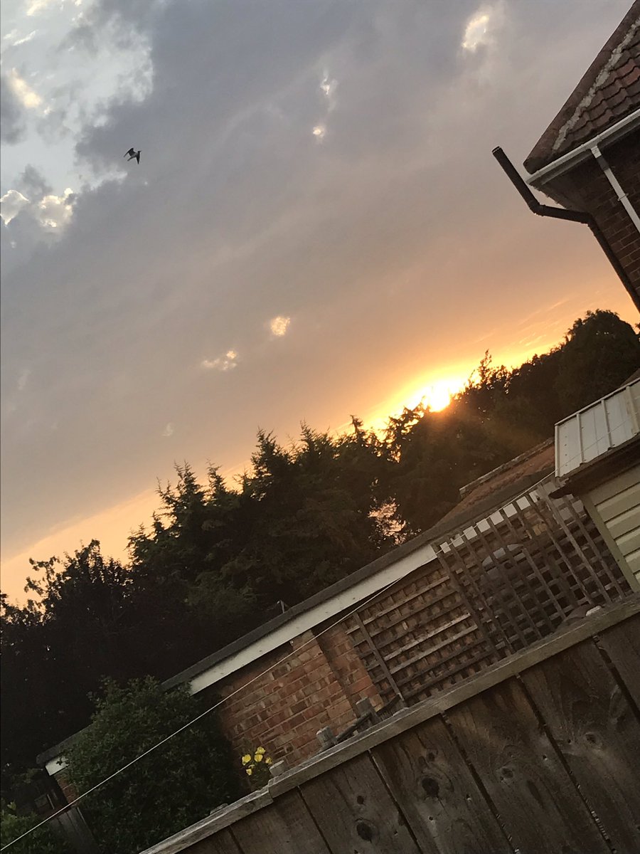 emmaacklam's tweet image. Last nights sunset, some peonies and more plants planted - been a bit busy today #sundaystuff #plants #sunset #peonies #summerdays #summer #pottedplants #petunia #geranium #nofilterneeded