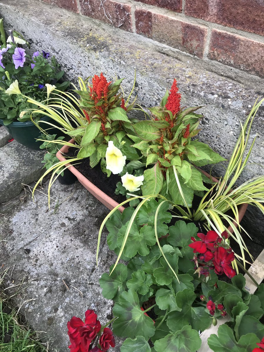 emmaacklam's tweet image. Last nights sunset, some peonies and more plants planted - been a bit busy today #sundaystuff #plants #sunset #peonies #summerdays #summer #pottedplants #petunia #geranium #nofilterneeded