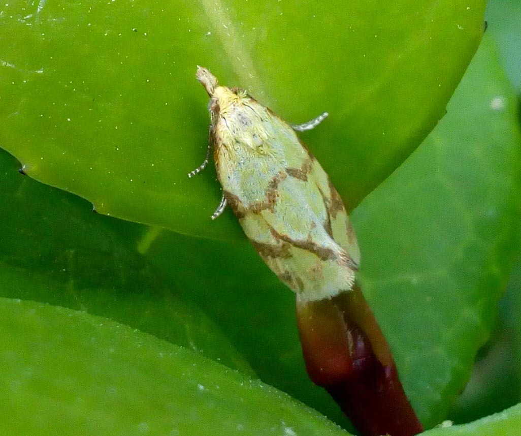 HLEarnshaw's tweet photo. Day 30: Agapeta hamana, heart and dart, large yellow underwing and dark arches just some of the species caught in the trap over the weekend. Great to see so many different species. #30DaysWild @30DaysWild @BritishMoths https://t.co/tn78PbqQzA