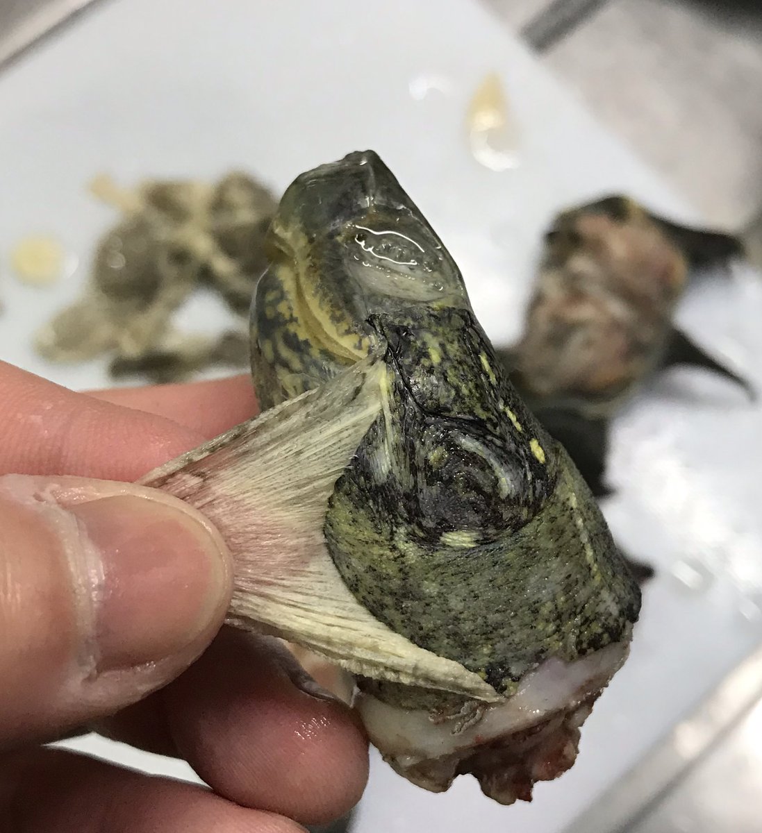 野生を食べよう クサガメのチーイリチャー 他 2ページ目 Togetter 野生を食べよう クサガメのチーイリチャー 他 2ページ目 Togetter