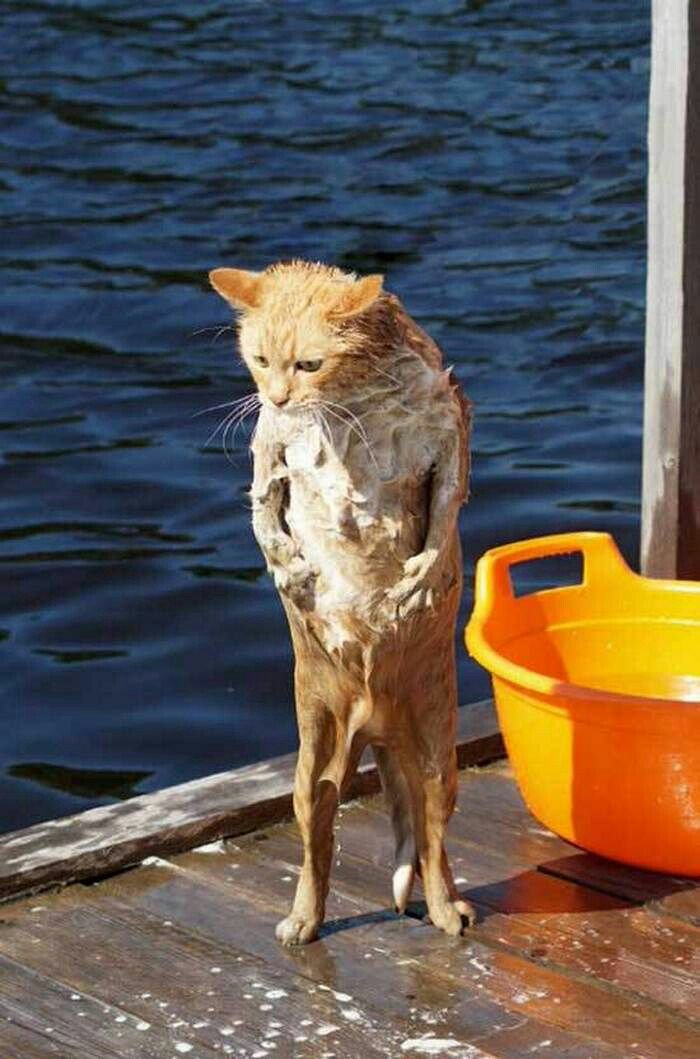 Мокрая кошка. Мокрые коты. Мем мокрая. Мем мокрая. Мем мокрая.