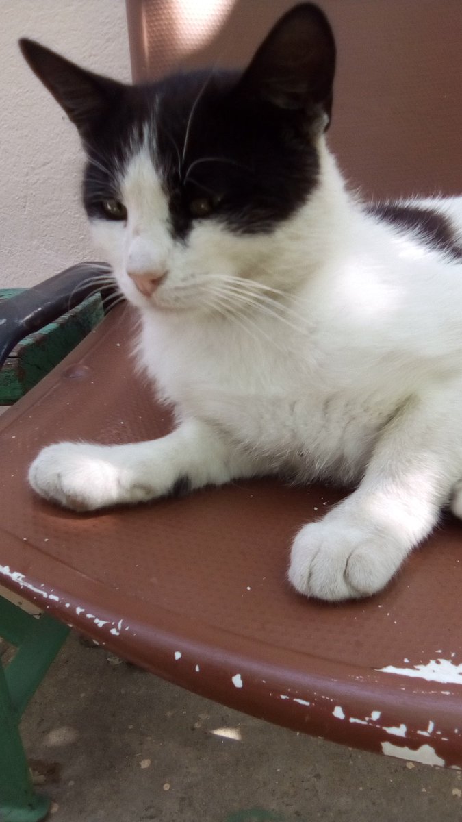 vasy13ionela's tweet photo. #20190630 , #themaskedcat , #miau , #Jin , #tomcat , #cat , #pet #📱 #📸 #🌞 #🐱 #🐈 #🐾 https://t.co/jxDXOBePpt