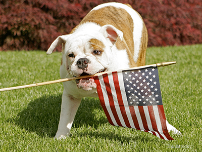 SAFE and Happy 4th of July!!! 

If you pet is very stressed about loud noises, talk to your veterinarian now!

pethealthnetwork.com/dog-health/dog…