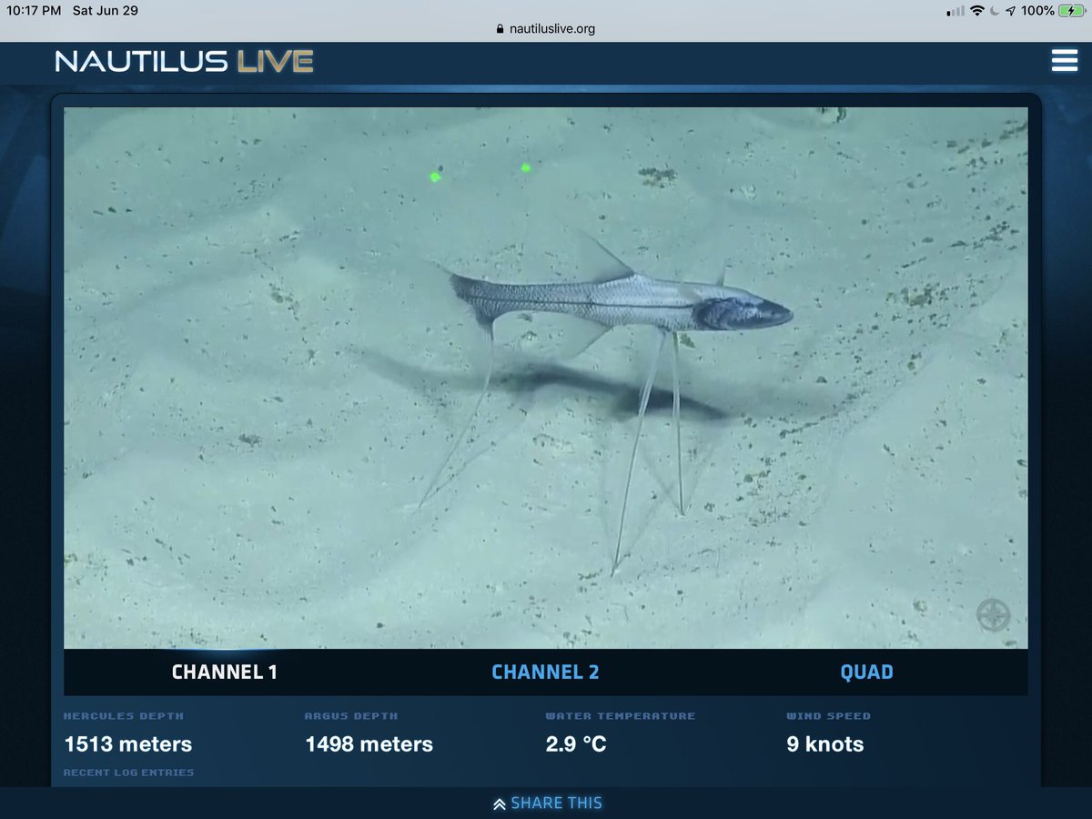 @LadyNaturalist @NOAA I’m watching @EVNautilus explore #PalmyraAtoll in the Pacific Remote Islands Marine National Monument from mine (after trying to pull an all-nighter watching 😂)!! #NautilusLive #TripodFish