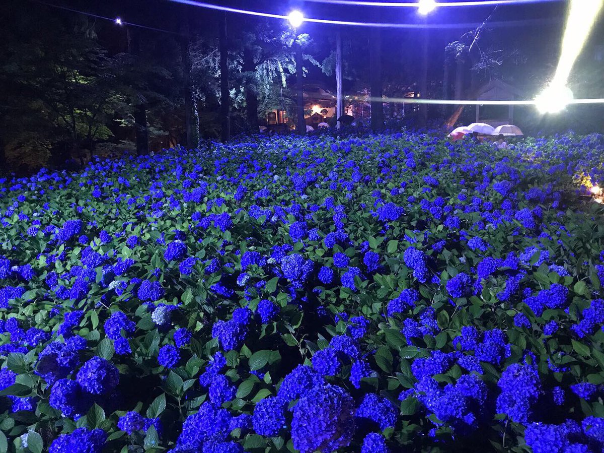 夜紫陽花 Twitter Search Twitter