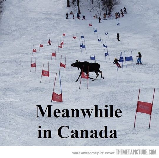 Meanwhile in Canada #lol #funnymemes #haha #canadaday #july1st #bestcountryintheworld #celebration #happybirthday #ohcanada #love #ottawa #ottcity #ottawalife #myottawa