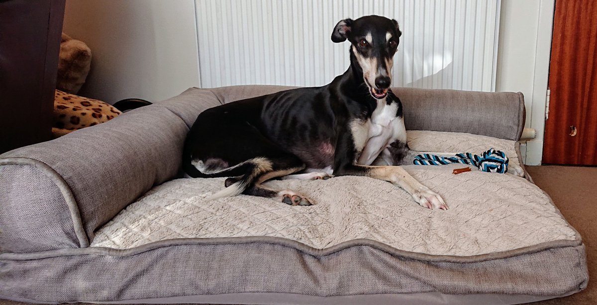 GillGreig's tweet photo. New bed who dis?
#ChilliSaluki #dogsoftwitter #saluki #greyhound #longdog #sighthound #dogbed #Aberdeen #DugsofAberdeen https://t.co/hWN7eJaXwL