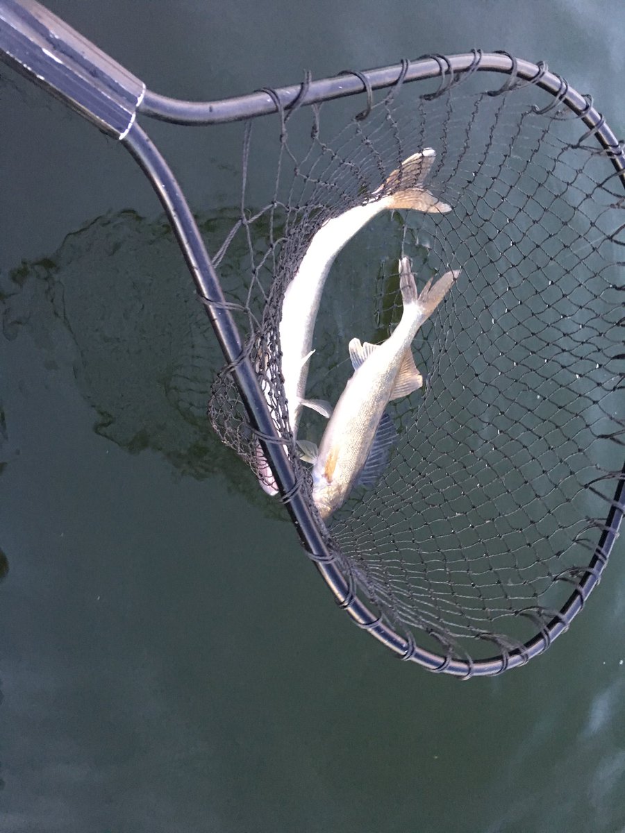 Big Pine fishing is fantastic this week! #wprmn #BigPineLakeMn #OnlyinMN #myinnerotter #fishmn #DiscoverPerham #Walleyefishing