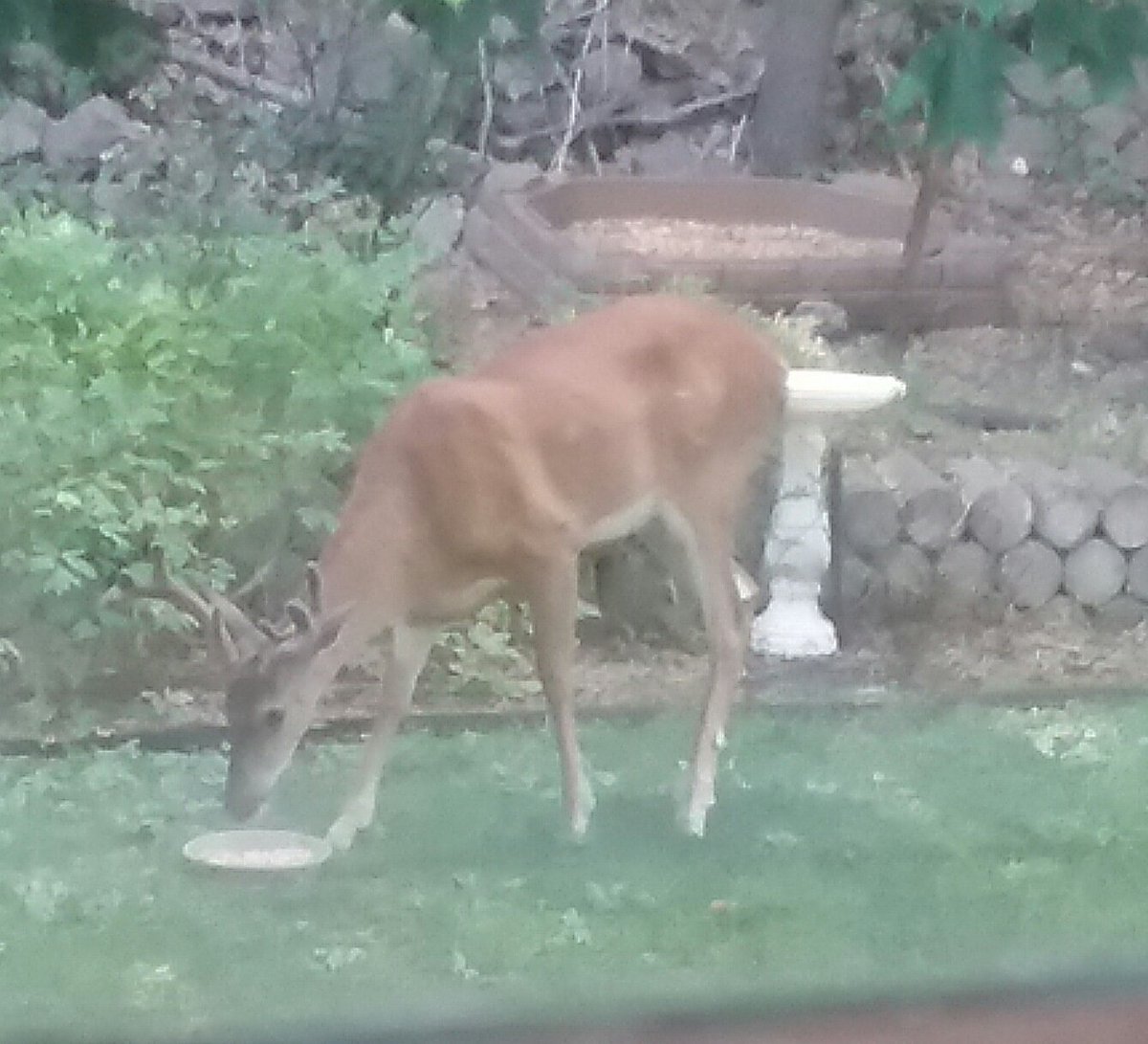 Kimmature's tweet image. #WhyIWork
Birdseed 😀