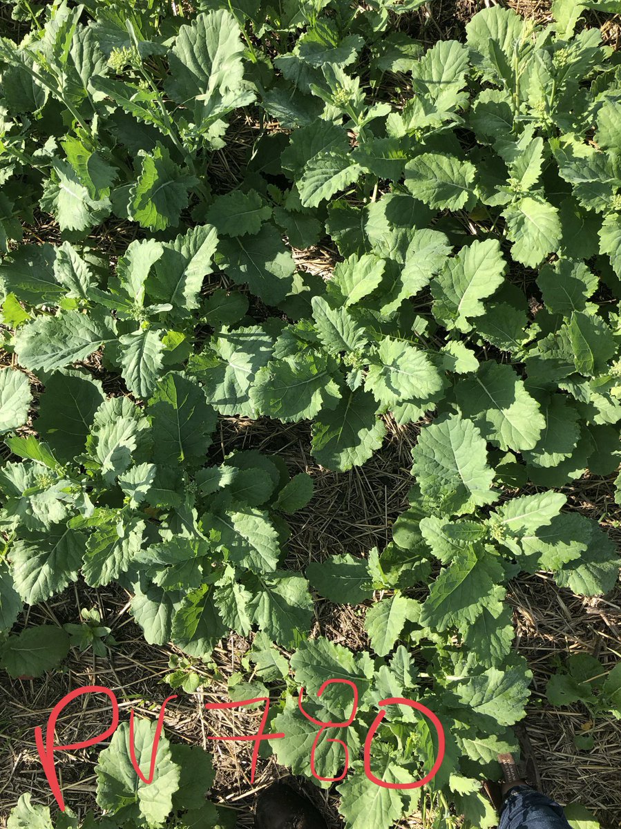 “Two varieties I‘ve been pleased with in all the <a href="/NutrienAgCda/">Nutrien Ag Solutions Canada</a> trials are the new #TruFlex PV 780 TC &amp; PV 760 TM. They look great, had good vigour off the start, the leaves are bigger, its robust, and looks really good. I am excited to see how these perform!” - <a href="/BLummerding/">Brianna Lummerding</a>