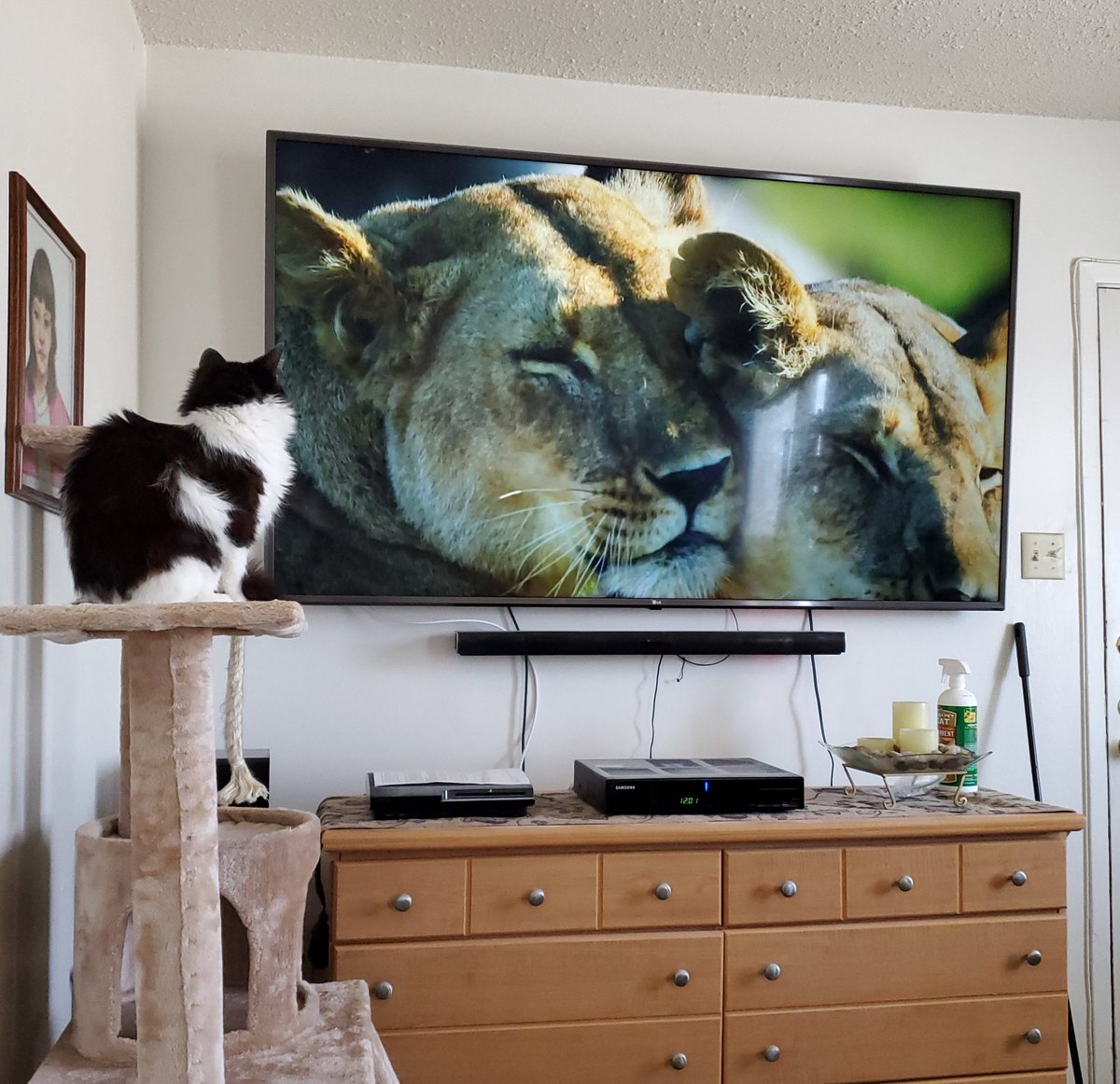 Emmy watching her cousins on BBC America.  🥰  #cats #family #samemannerisms