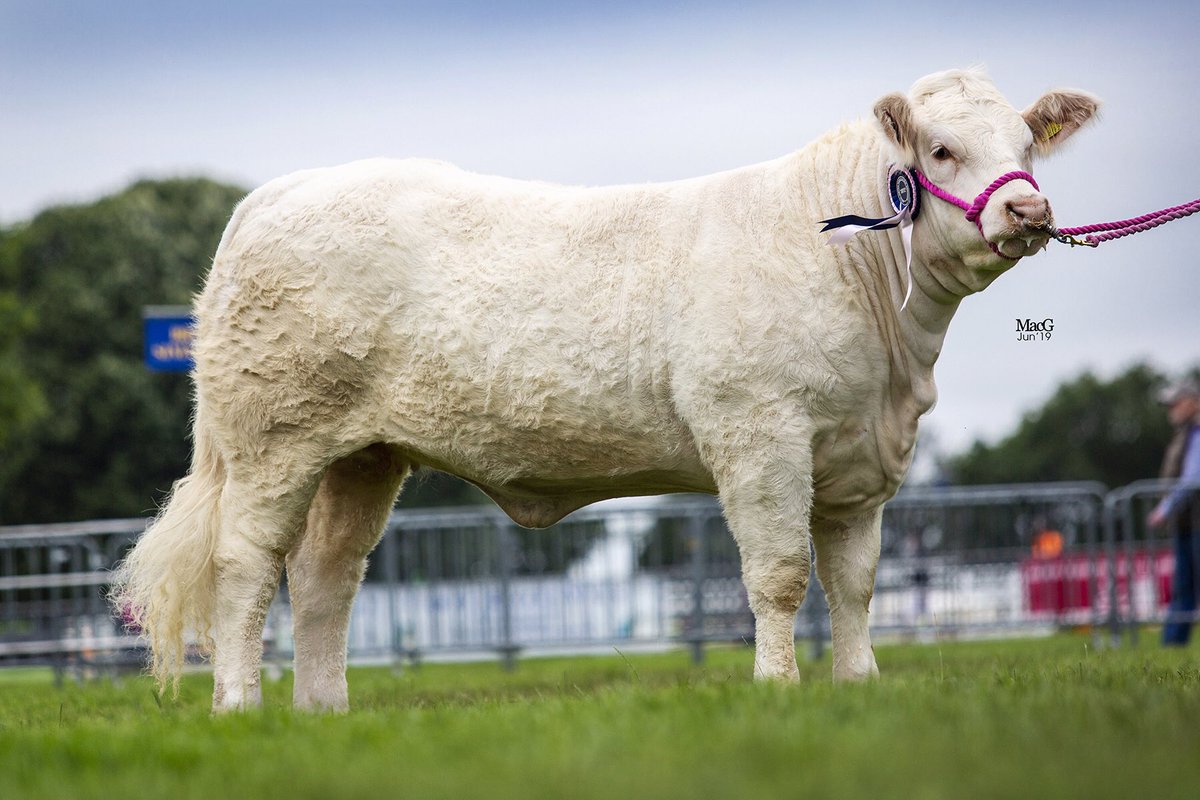 lockedAH's tweet photo. slightly in love with Orchid🥰😍can see the power she’ll have as a cow... now just to decide what bull to put on her ready for next spring🤔 #crossintoprofit https://t.co/CgwO7VFudS