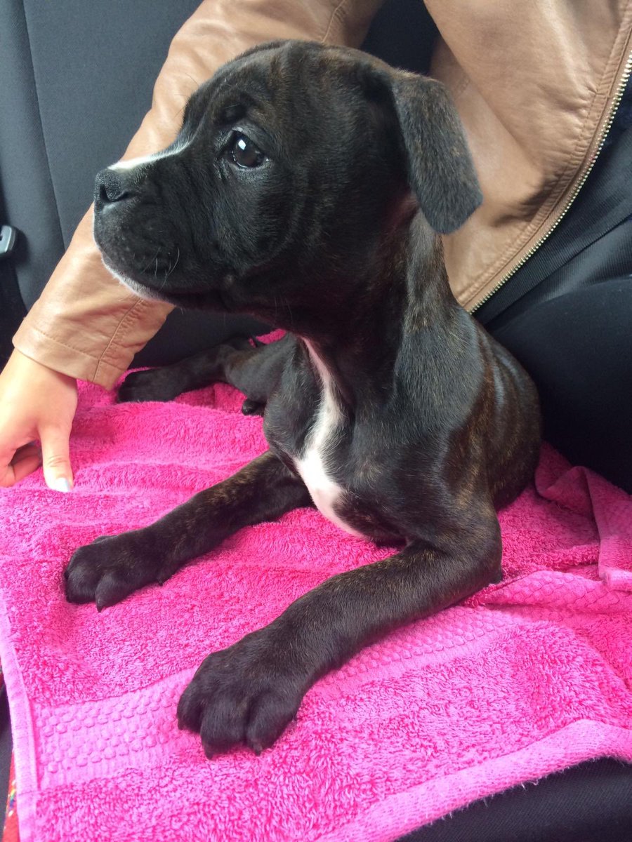 AmyRuff12's tweet photo. Heading back to Birmingham for the final #ShoosmithsAssessmentDay tomorrow. The week was so much fun I almost forgot I had this one at home waiting for me #puppylove #SeeYourselfAtShoosmiths https://t.co/A4fyy7fCpM