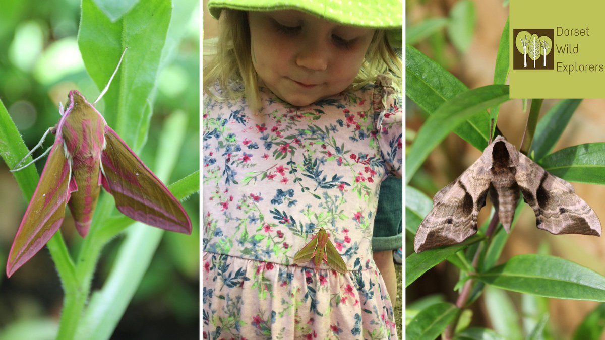 dorsetwildexpl's tweet photo. Join us for our Family Nature Club on Sunday 14 July 10am - as well as our usual forest school fun we'll have moth activities and live moths. Located between Bournemouth and Poole.  Info and booking at https://t.co/OO7I91ftPX #mothsmatter #forestschool @Dorsetmums @LetsGoOut_BH https://t.co/8LZTUL5I2H