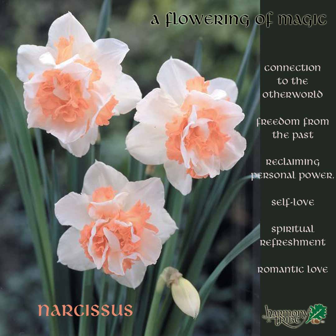 HarmonyTribe's tweet photo. בלום פון דעם טאָג
#HarmonyTribe #sacredharvestfestival #afloweringofmagick #witchlife #witchythings #paganwitch #wiccansofinstagram #greenwitchcraft #witchcraft #witchesofinstagram
#minnesotawitch #hedgewitch  #festival #pagan #paganlife https://t.co/iS5FWmDxs1