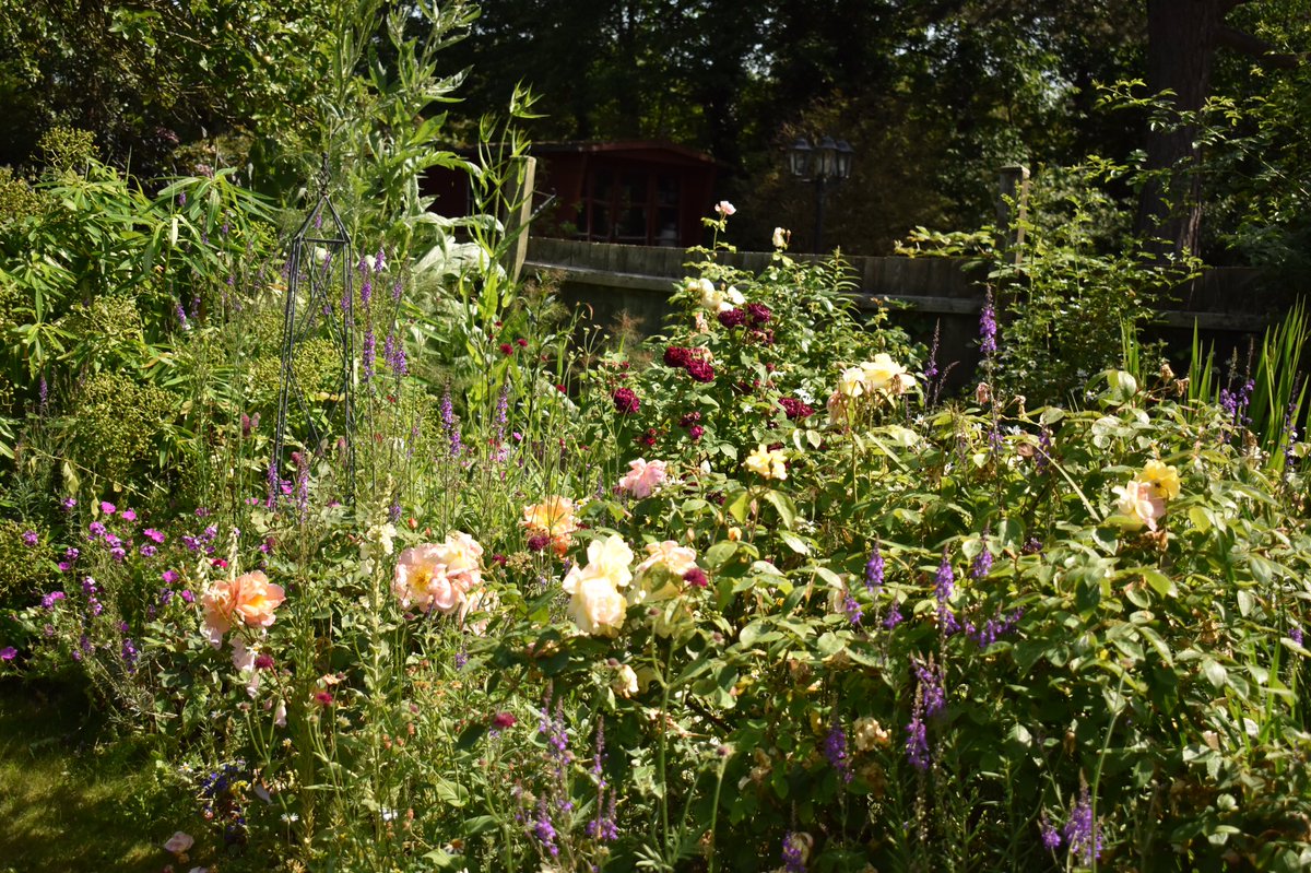 papaver's tweet photo. New on the blog - this month’s End of Month Review - how the garden looks as June ends https://t.co/b1057SIy1L #gdnbloggers #EoMR #EoMV #endofmonthreview https://t.co/HcCNIDiXwm