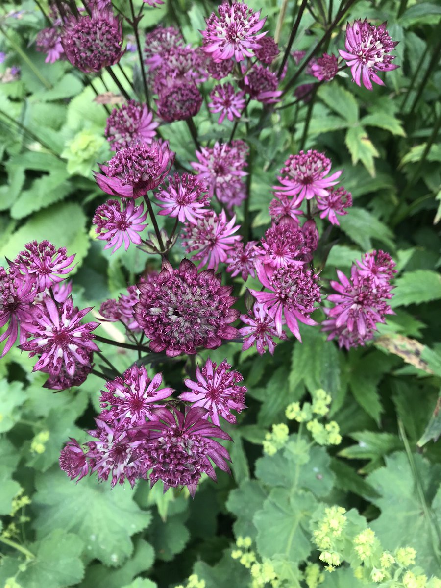 drannaspanna15's tweet photo. Spiderwort, astrantia, monkey flower and ?? #clearbeckgardens #wenning #mewith #flowers https://t.co/pgga2mwGzN
