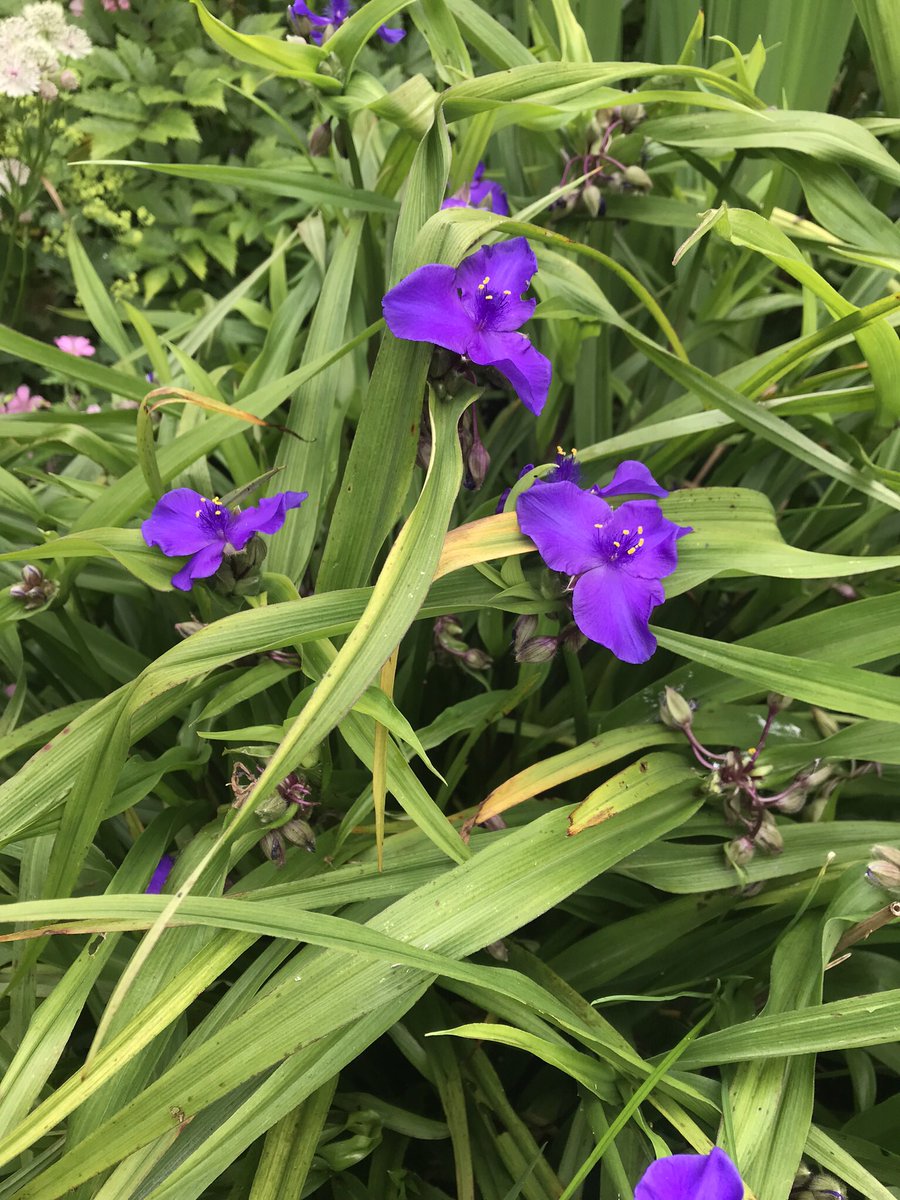 drannaspanna15's tweet photo. Spiderwort, astrantia, monkey flower and ?? #clearbeckgardens #wenning #mewith #flowers https://t.co/pgga2mwGzN