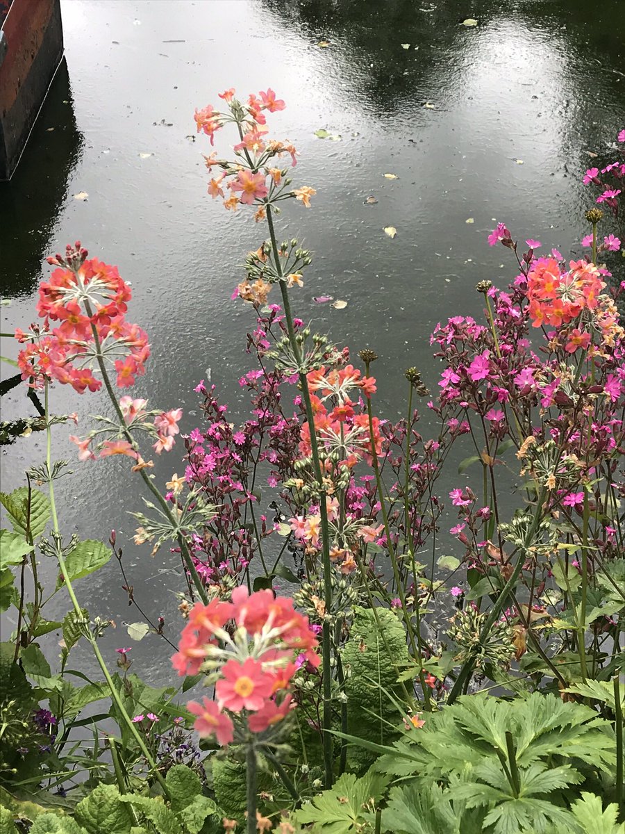 drannaspanna15's tweet photo. Spiderwort, astrantia, monkey flower and ?? #clearbeckgardens #wenning #mewith #flowers https://t.co/pgga2mwGzN