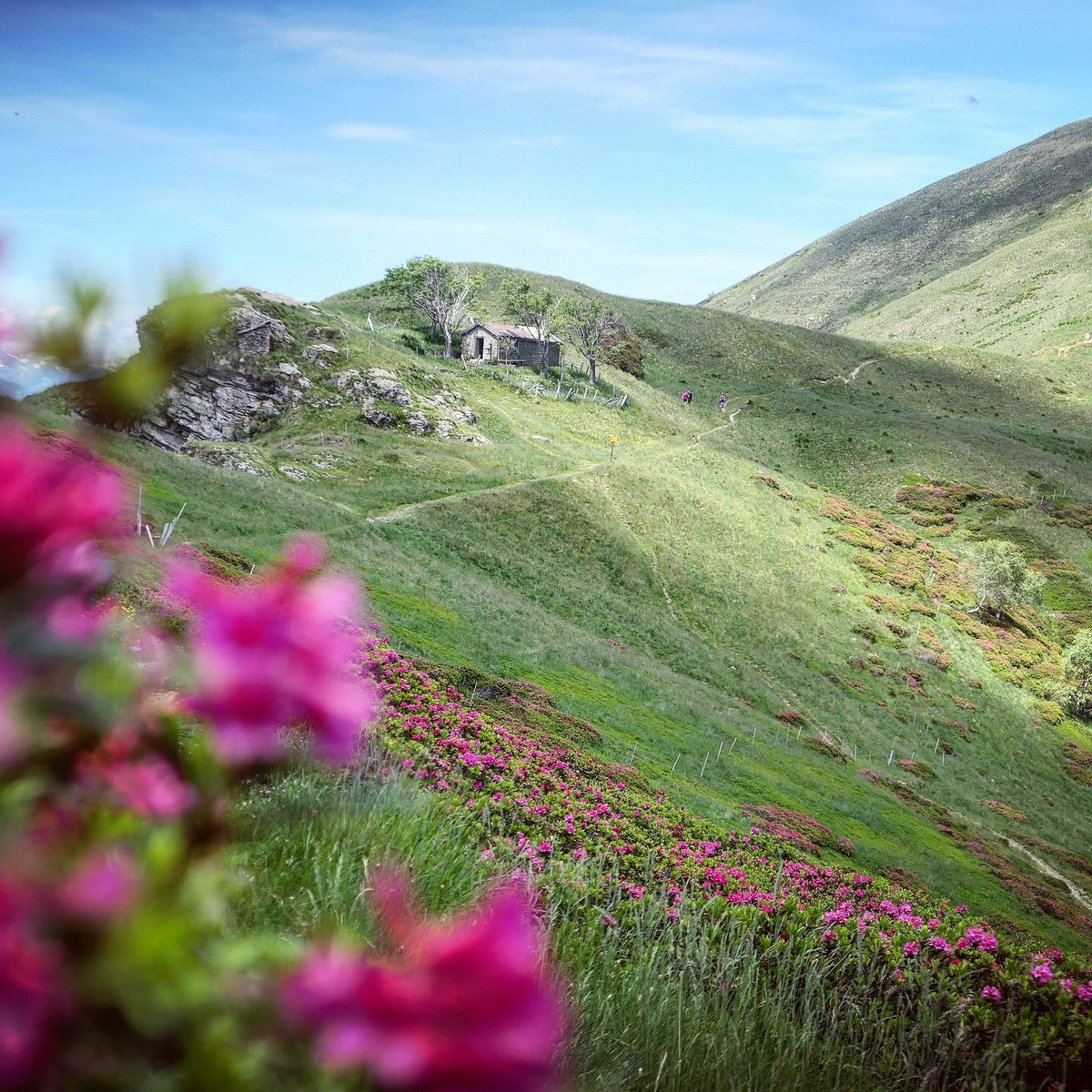 So mag sogar ich Blumen. #ticinotourismo #inlovewithswitzerland