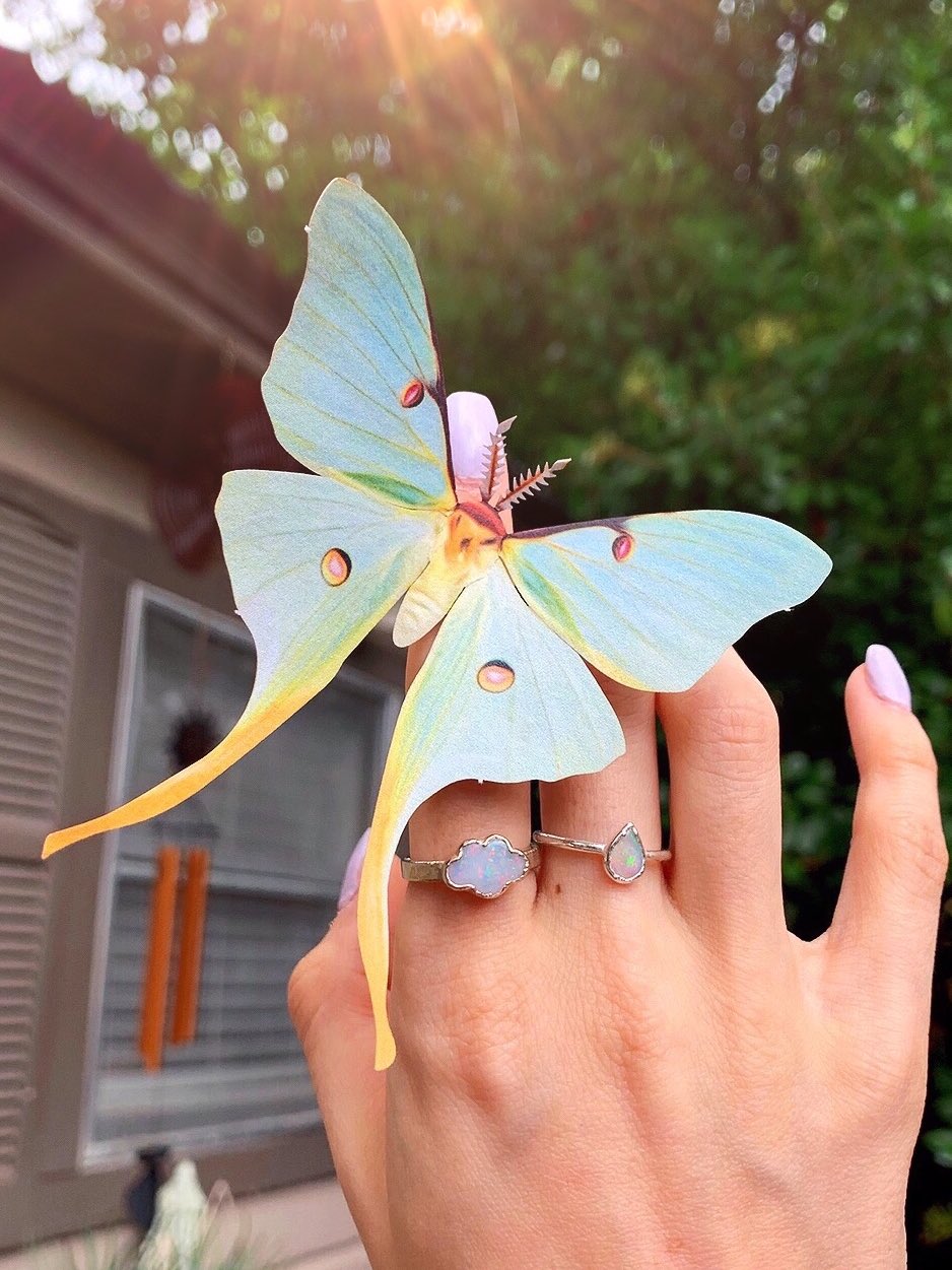 5 pieces realistic paper moths Luna moth luna moth paper cutouts