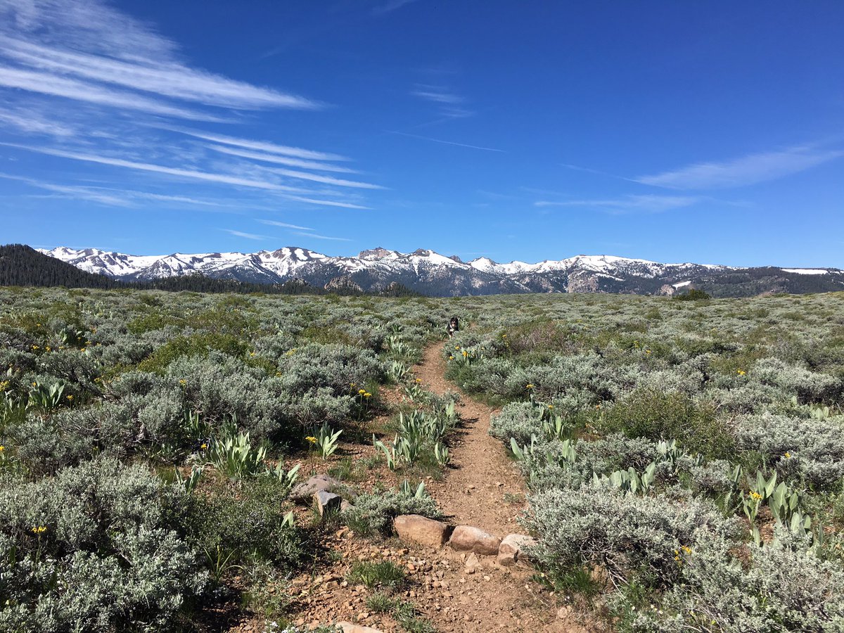 mw_avianecology's tweet photo. Indy and I had the top of Little Antelope canyon on the east side of the Sierras to ourselves yesterday. Not a bad way to end a #pointcount! #greatbasin #ornithology https://t.co/n6pErSjsRr