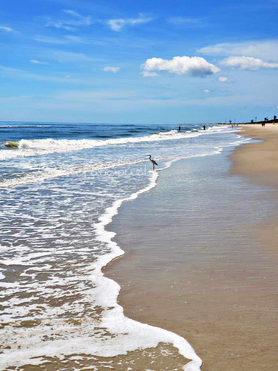 SurfaliciousLu's tweet photo. Beach days are the best days. #CanaveralNationalSeashore #LoveFl #LiveFl #EastCoastVibes #StaySaltyMyFriends #SaltLife https://t.co/lUeO3AJeLO