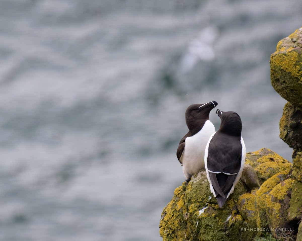 Razorbills (Alca torda) in Fowlsheugh

@RSPBScotland

#seabirds #wildlife #razorbill
#alcatorda #alcidae #birds #auks #cliffs  #fowlsheugh #stonehaven #eastcost #rspb #scotland #scottishseabirdcentre #scottishseabirds #scottishwildlife #naturephotography #biodiversity