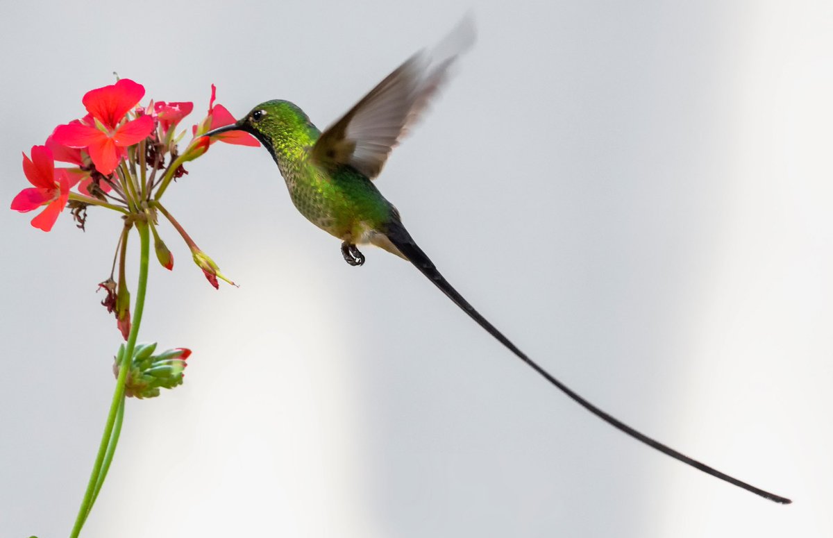 maiz_julio's tweet photo. Hummingbird's, Colombia. Photos by @diegoetorres https://t.co/7p1defzCpL