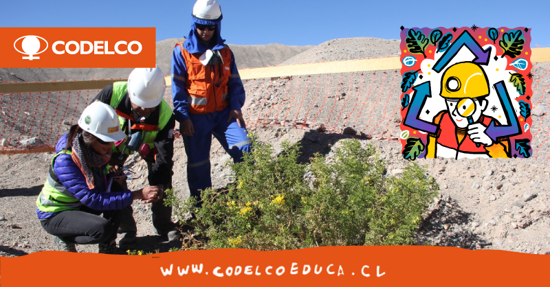 CodelcoChile's tweet photo. La sustentabilidad es un pilar estratégico para Codelco. Buscamos ser un factor positivo para la economía de las zonas con las que nos vinculamos y aportar al desarrollo de las personas y comunidades. Conoce más sobre este tema en #CodelcoEduca https://t.co/k3jQtuhInl https://t.co/YDfX8Klmo9