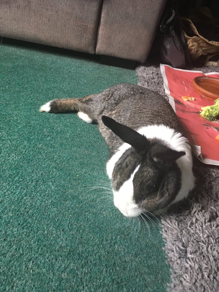 AFierceBadBunny's tweet photo. Just about surviving the hot weather 🐇🌞 https://t.co/0QCYMxRFio