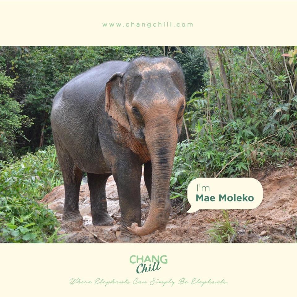 Moleko, who’s name means “naughty girl,” in Karen language, was born in the early 1970s in Mae Chod district,
Tak province. Many years ago, when she was working as a logging elephant, she suffered a serious injury.
#ChangChill
 #Elephants #AboutElephantsAtChangChill #MaeMoleko