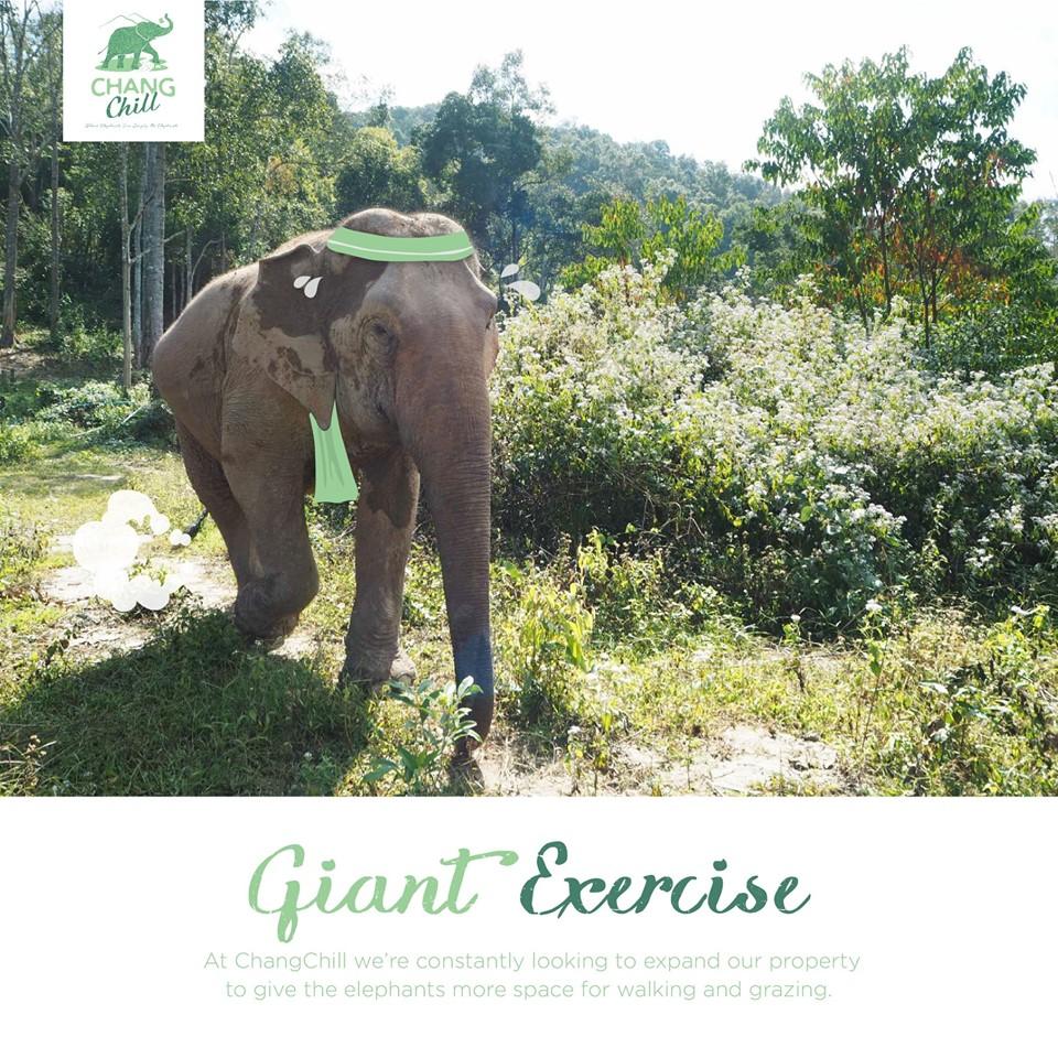 Giant Exercise
Elephants are the largest land mammals on the planet, and they need lots of exercise to keep them healthy. At ChangChill we’re constantly looking to expand our property to give the elephants more space for walking and grazing. 

#ChangChill
#ElephantFacts