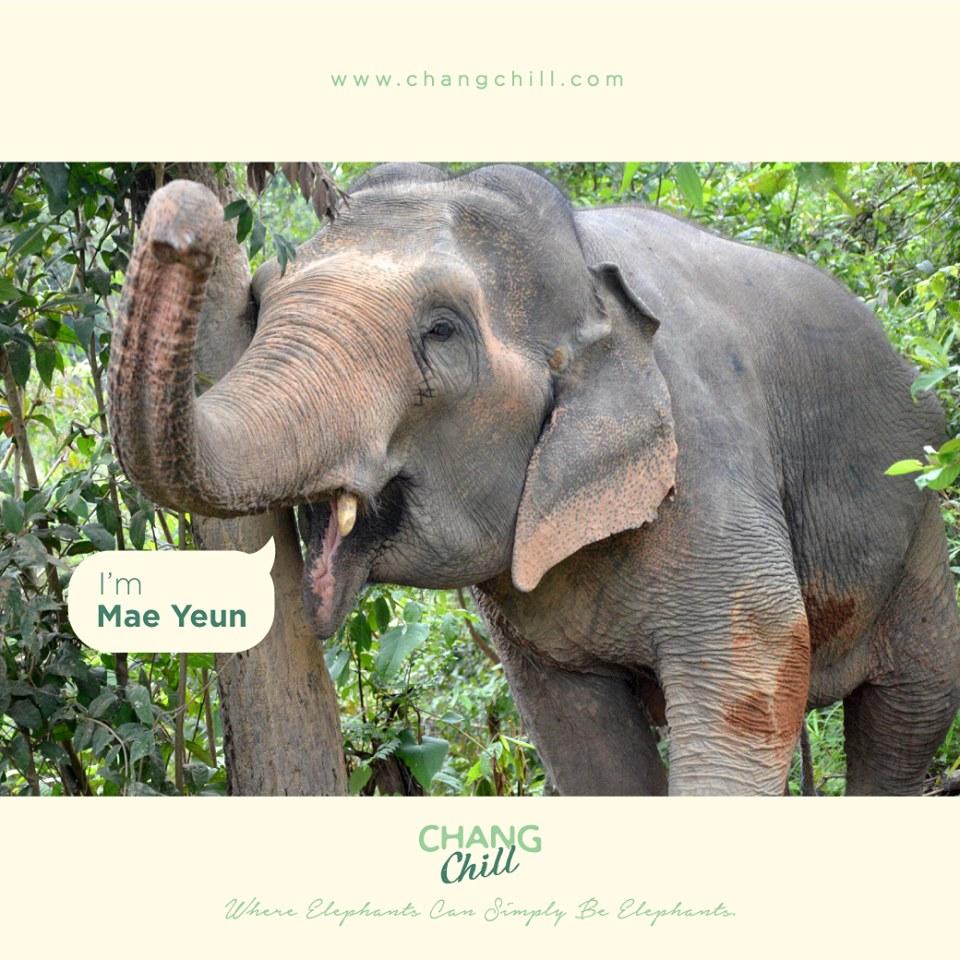 Mae YUEN
Mae Yeun was born in 1982
Mae Yeun can be social and spend time with the other elephants, but also breaks away from the group
for some alone time at her favourite place at ChangChill – the river! On hot days, Mae Yeun will soak
#ChangChill #Elephants #MaeYuen