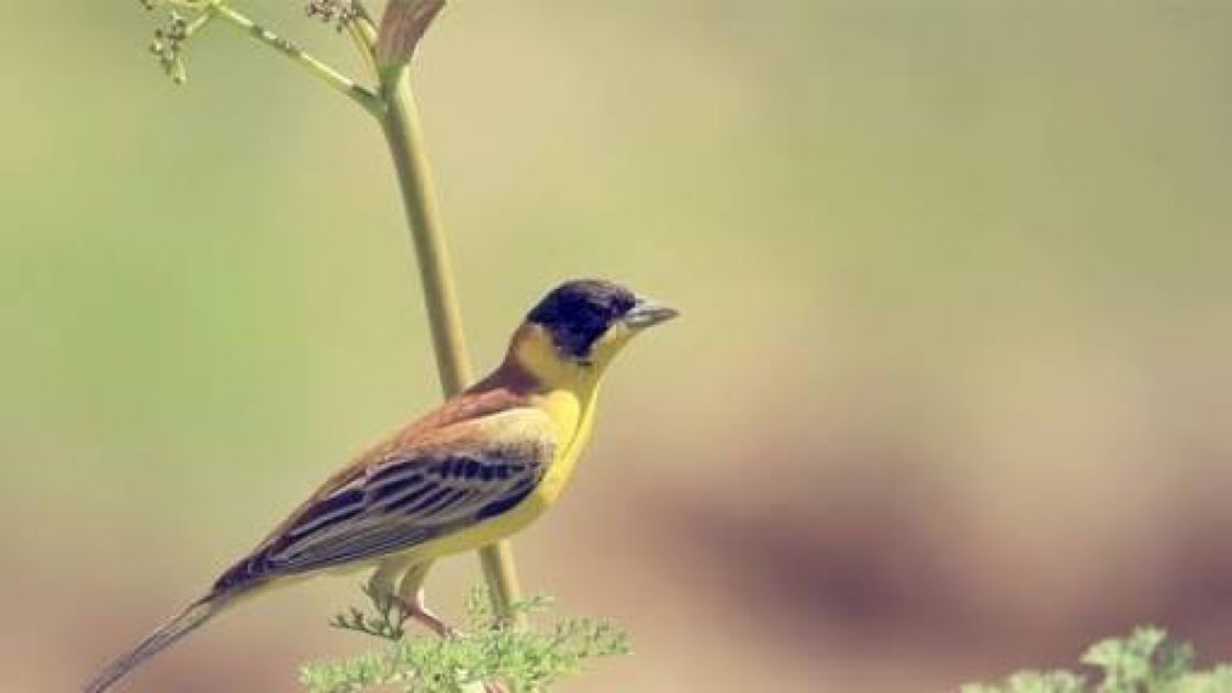 Kuş konduğu dalın kırılmasından korkmaz. Çünkü güvendiği dal değil, kendi kanatlarıdır.

Muhyiddin Şekûr