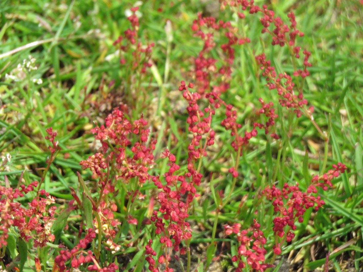 imvalels's tweet photo. @identifyplants Hi, don't suppose you have any idea what this is? Saw it on moorland in Swaledale. Awful photo, apologies. Can't find a it in any of my books or ID apps. #notknowingisdrivingmecrazy https://t.co/tXB4EtyUF3