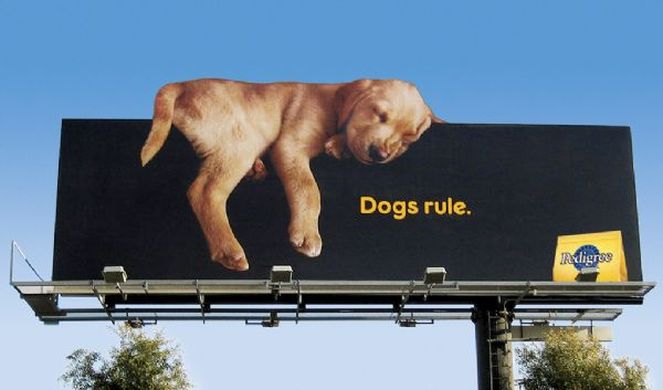 tres_meios's tweet image. Quem aguenta essa fofura? 🐶❤
#TresMeios #OutOfHome #FrontLight #Outdoor #Cachorro #Pedigree #Pets