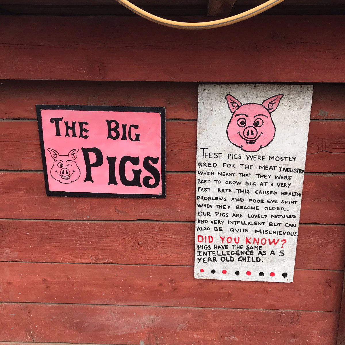 Farm animal sanctuaries provide homes for unwanted, neglected &amp; abused farm #animals Listen to our 11th episode where we interviewed Mark Eaton at <a href="/friendsanctuary/">FRIEND Animal Rescue</a> We asked how they started, Is a #Vegan world possible &amp; how we can help. #friendsnotfood open.spotify.com/episode/6k2Ux8…