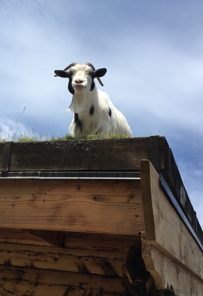 goatontheroof's tweet image. Look who wandered up to the edge to have a look around. Hi, Floppy!  #goatontheroof #goat #goats #aljohnsons #sisterbay #doorcounty