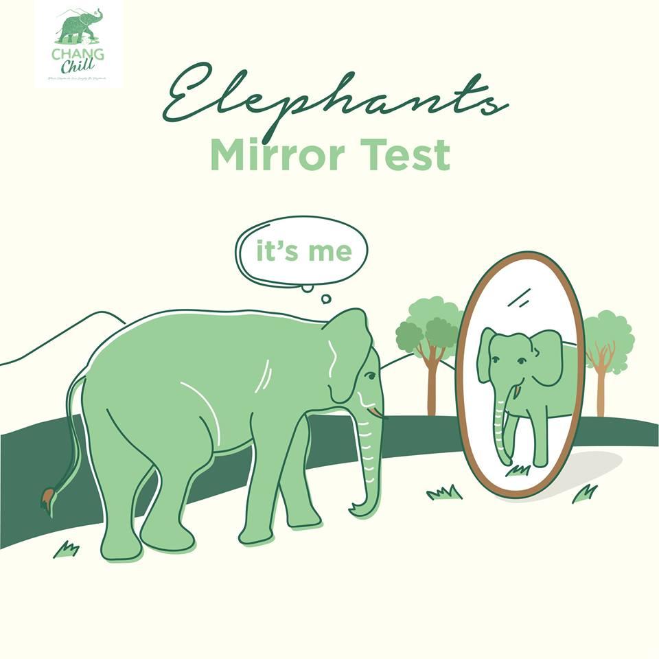 Elephants can recognise themselves in mirrors
an Asian elephant called Happy repeatedly touched an ‘X’ painted on her forehead while looking in the mirror, Most animals will assume that a reflection is another animal, and look for it behind the mirror.
#ChangChill