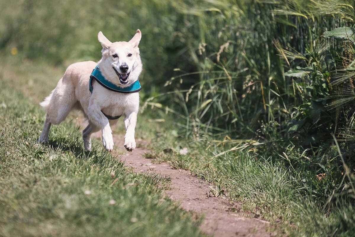 ChiensNos's tweet photo. Quel beau chien ! Il a l'air tellement heureux ! https://t.co/DLpUIvJlog