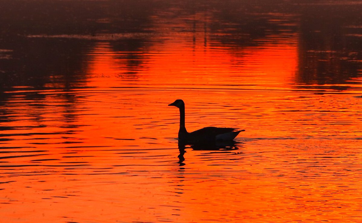 Happy Canada Day weekend @cityofcambridge #cbridge #CanadaDay2019 #CanadaDay