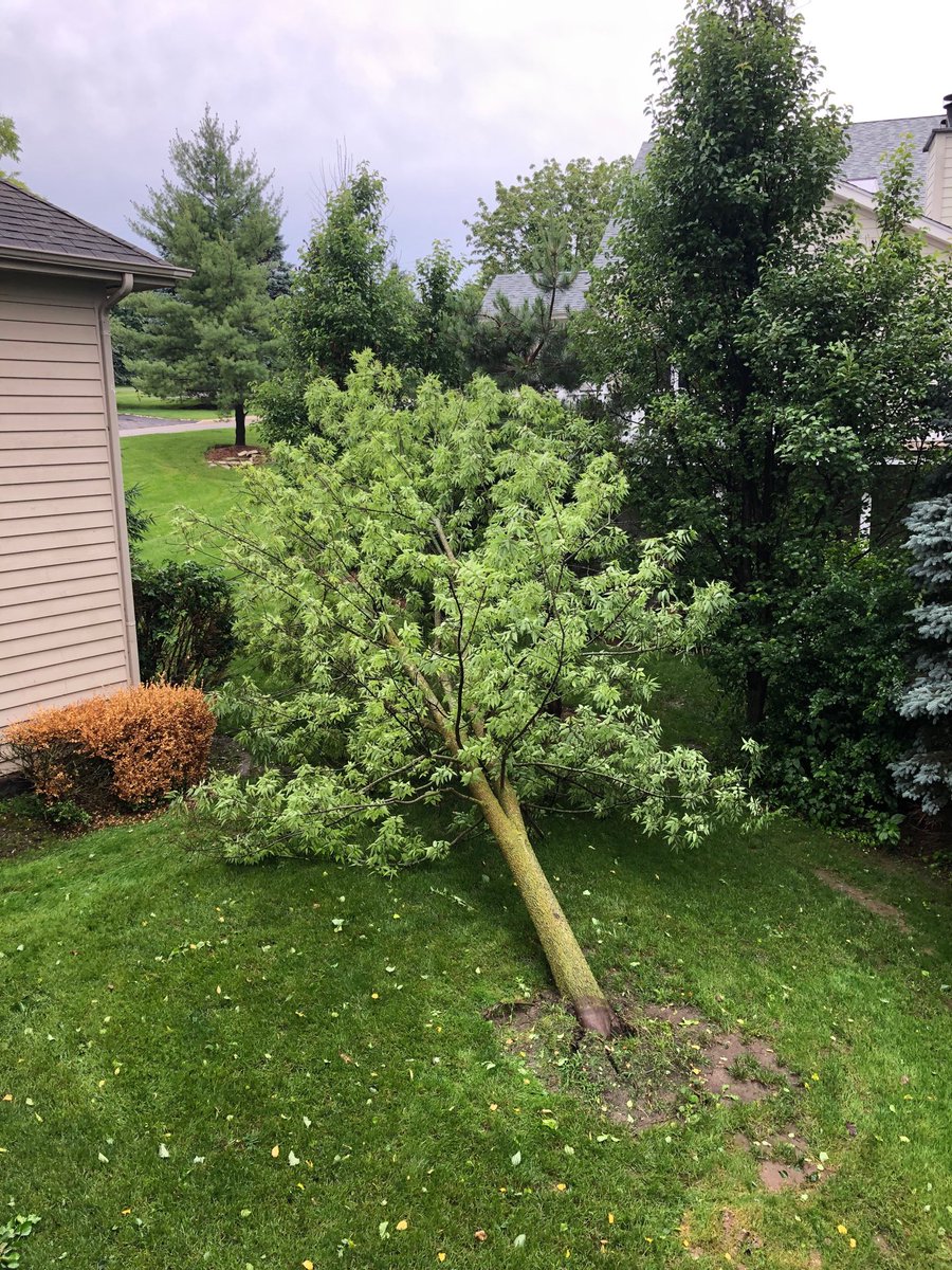 psags31's tweet image. Well, that little storm packed a whalop.  If this tree had fallen any other direction, it would have been a much more expensive cleanup. #mandown #copierpaper