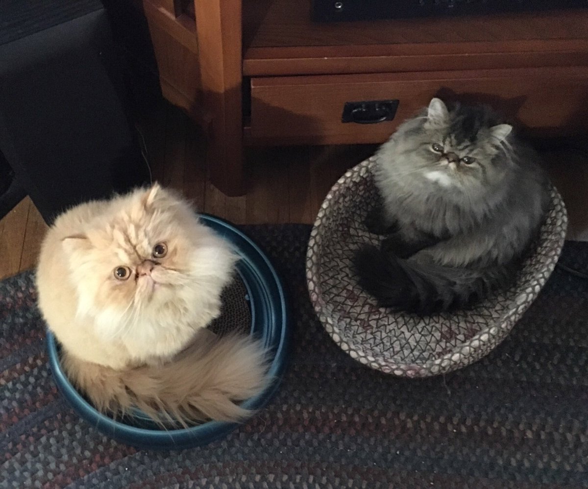 JethroKitty's tweet photo. @GordonHarmony @catgirl321 @BengalPandora @RhondaHendee @3coolkatz @Chrissy7115 @LuckyDaPuppyCat @ThorSelfies @BudgiePuk @MissytheB @Spencer_the_MC @TheCatMalice @AlexandraLSmit2 @InokumaT @kenobe_wan @fluffybasil @LordGraydon @paseri021 ๐ฟWeโre not too good with boxes, so we hope this picture works #hugocatboxsunday https://t.co/Mg8MC6m93Z