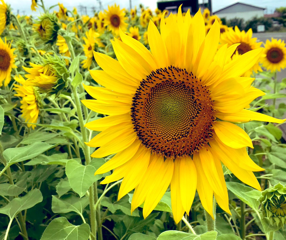 田んぼに咲く花