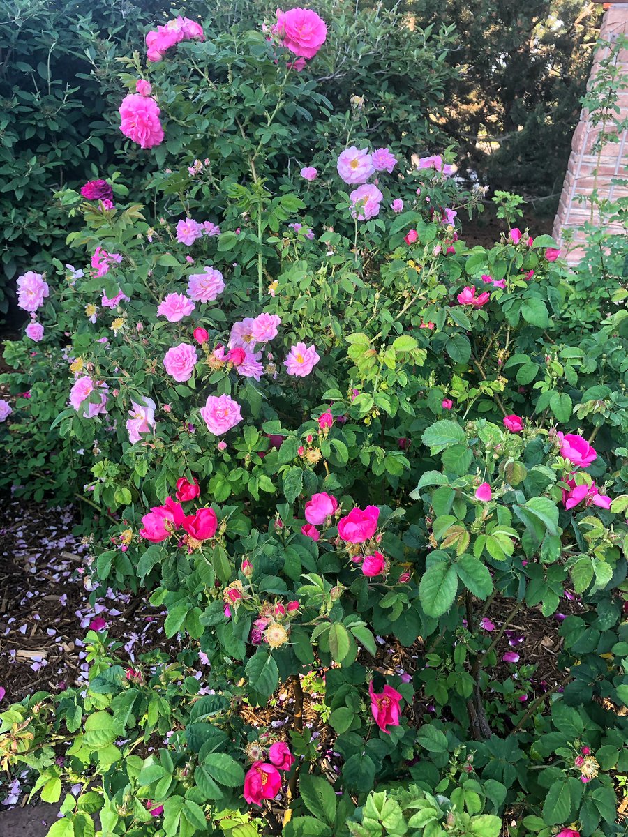 rcminder's tweet photo. It’s rose season!
A chance to pause and drink in the beauty!
#beauty #runwyo #runninggirl https://t.co/bTykdFlIjY