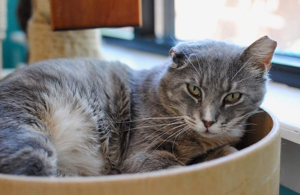 Good Mews tweet media