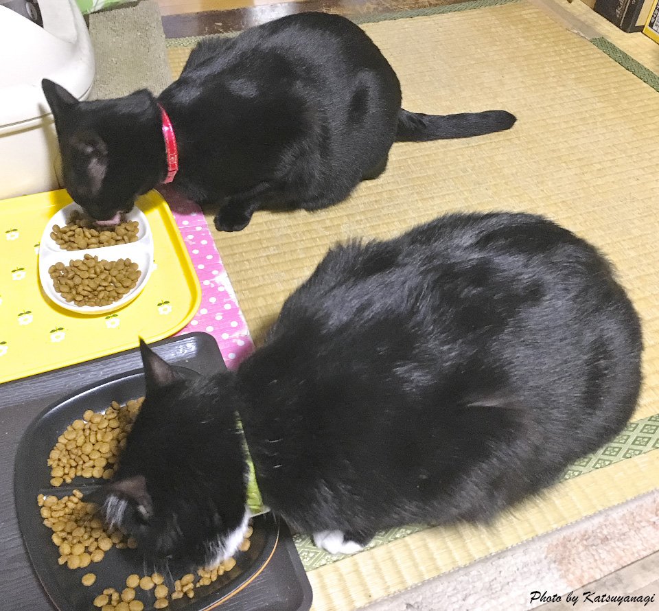 カツヤナギ ２匹並んで 食事中 こんな時だけ 仲良くするんだよね ねこ ネコ 猫 Cat ２匹並んで 食事シーン T Co Nckwchrp5u Twitter