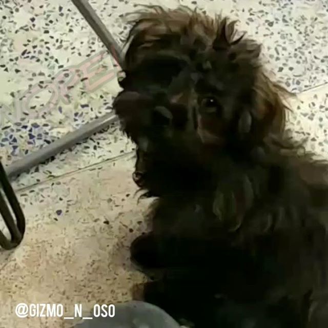 Gizmo_Lowrance's tweet image. Soooooo. Was it *you* who pooped on the floor? 
#brothersmayhem #cutestpuppyever #prapso #prapsopuppy #malshi #maltesemix #shihtzumix #puppylove #tinydogs #AdventureDogInTraining #assistanteditor #cutepuppies  #cutedogs #adorablepuppies #bookchewer #pupp… ift.tt/2xk8oRZ